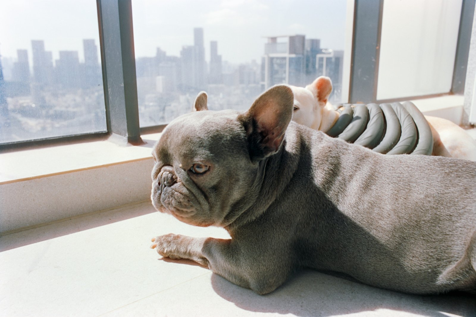 Strata Pet Rules in NSW: Can You Keep a Pet in Your Apartment?